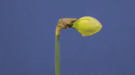 A yellow flower, a daffodil opening its petals on a blue background
